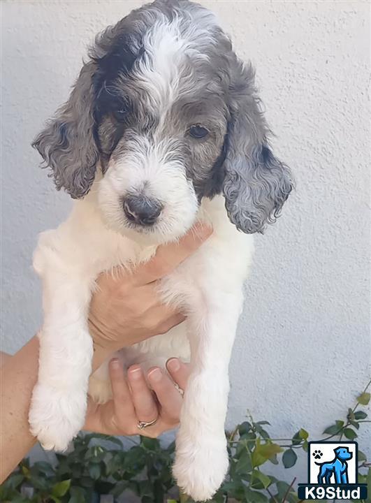 a person holding a aussiedoodle dog