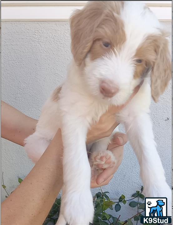 a person holding a aussiedoodle dog