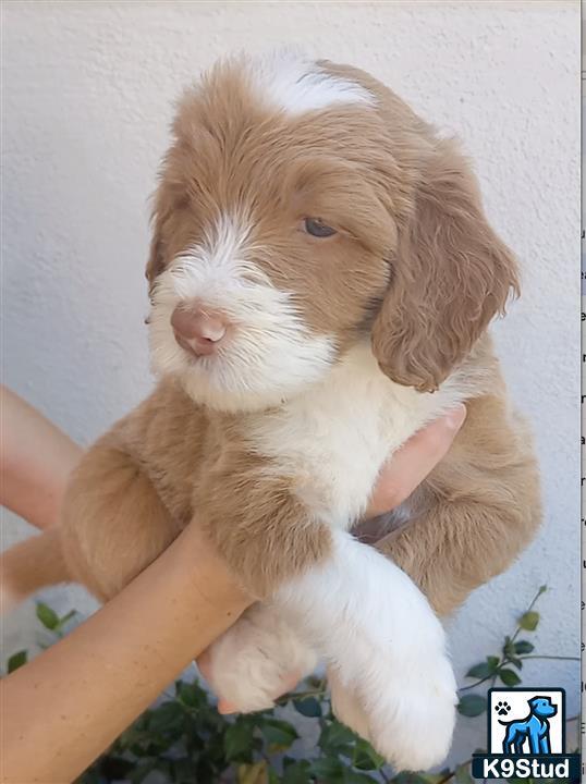 a person holding a aussiedoodle puppy