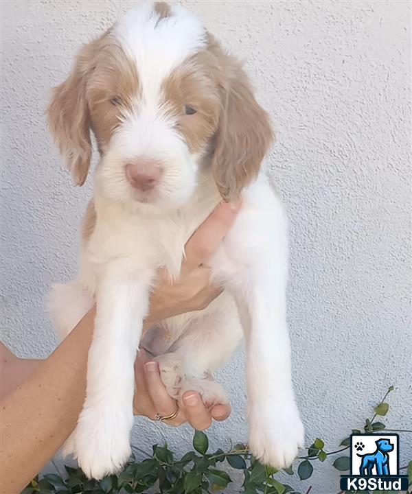 a person holding a aussiedoodle puppy