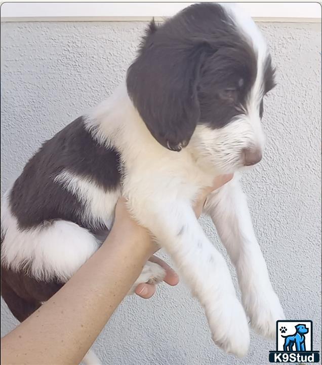 a aussiedoodle dog lying on a persons lap