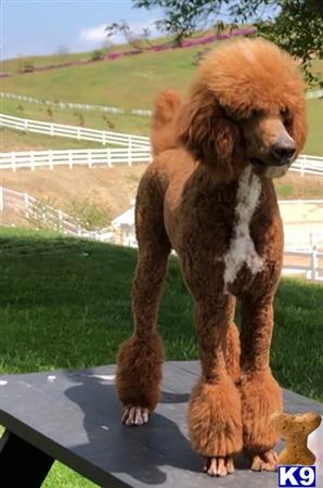 a poodle dog standing on a trampoline