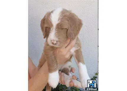 a person holding a aussiedoodle puppy