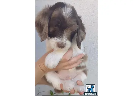 a person holding a aussiedoodle puppy