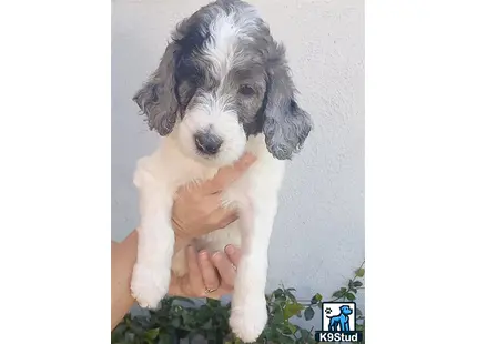 a person holding a aussiedoodle dog