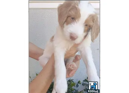 a person holding a aussiedoodle dog