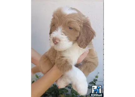 a person holding a aussiedoodle puppy