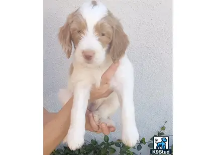 a person holding a aussiedoodle puppy