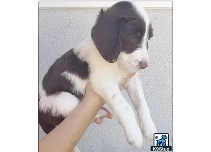 a aussiedoodle dog lying on a persons lap