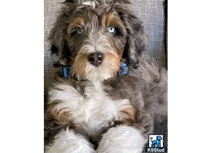 a aussiedoodle dog lying on a couch