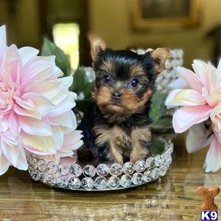 a small yorkshire terrier puppy in a bowl of flowers