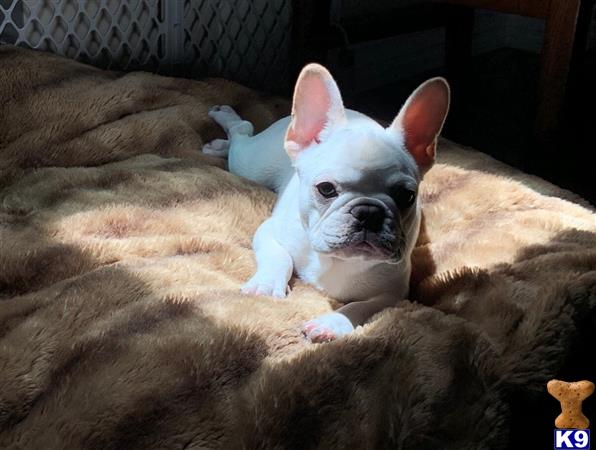 a french bulldog dog lying on a blanket