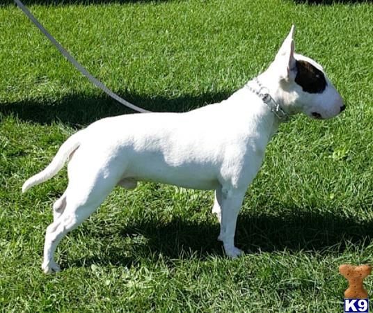 a white bull terrier dog on a leash