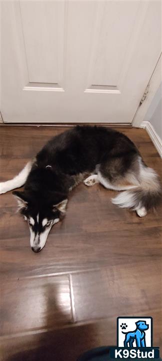 a siberian husky dog lying on the floor