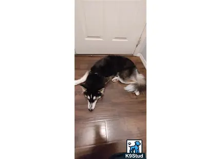 a siberian husky dog lying on the floor