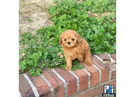 a maltipoo dog standing on a brick surface