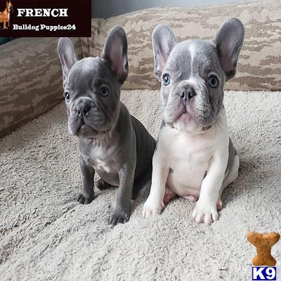 two french bulldog dogs sitting on the ground
