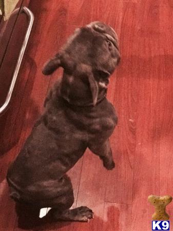 a french bulldog dog lying on the floor