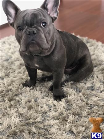 a black french bulldog dog standing on hay