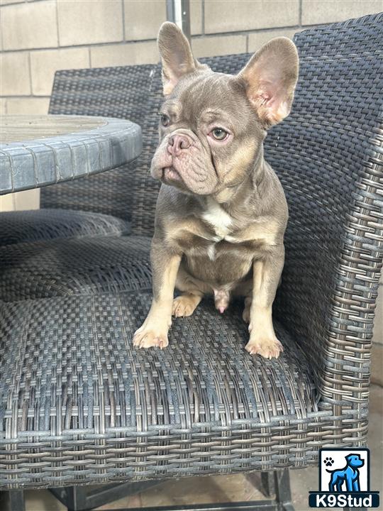 a french bulldog dog sitting on a chair