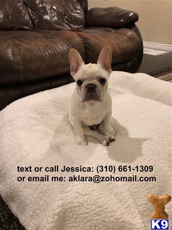 a french bulldog dog sitting on a carpet