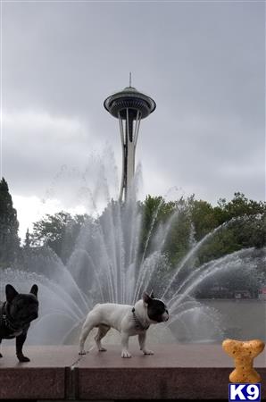 a couple french bulldog dogs standing in front of a fountain