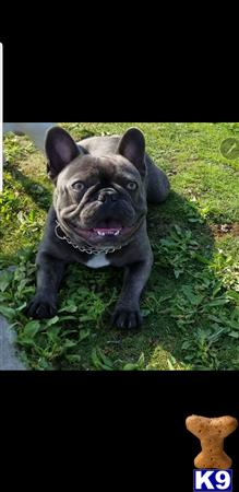 a french bulldog dog sitting in the grass