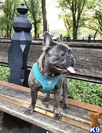 a french bulldog dog sitting on a bench