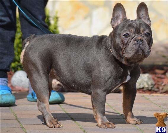 a small french bulldog dog standing on a sidewalk