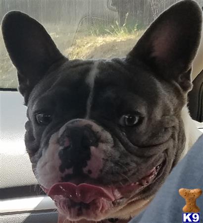 a french bulldog dog with its mouth open