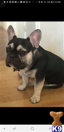 a french bulldog dog sitting on a wood floor