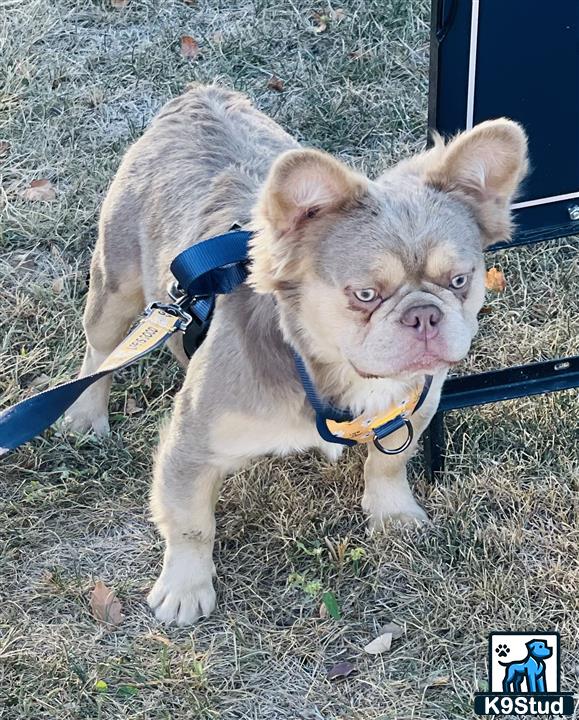 a french bulldog dog with a leash