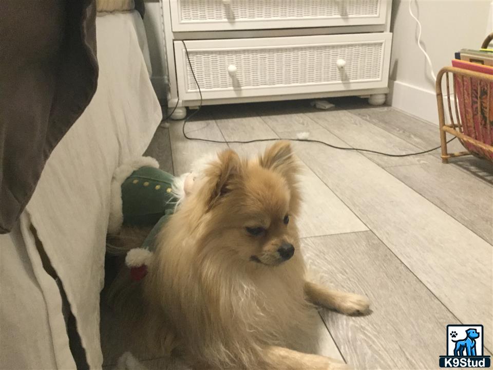 a pomeranian dog lying on the floor