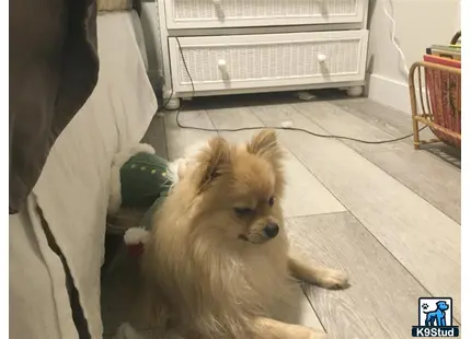 a pomeranian dog lying on the floor