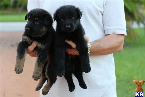 a person holding a couple of german shepherd puppies