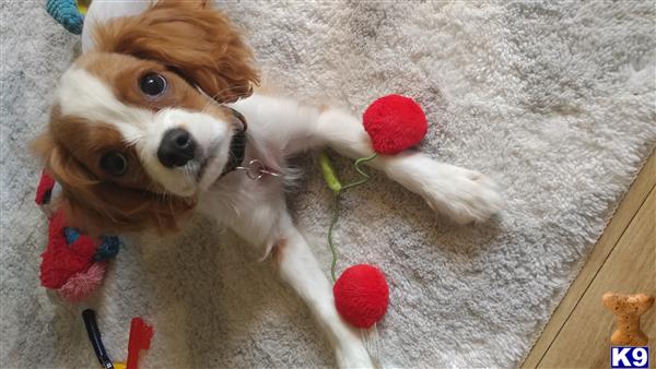 a cavalier king charles spaniel dog with a toy