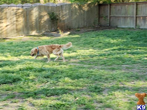 a golden retriever dog walking in a yard
