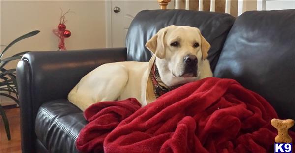 a labrador retriever dog sitting on a couch