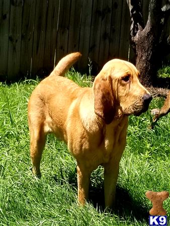 a bloodhound dog standing in grass