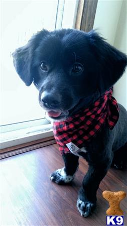 a black pekingese dog with a red scarf