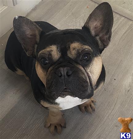 a french bulldog dog sitting on the floor