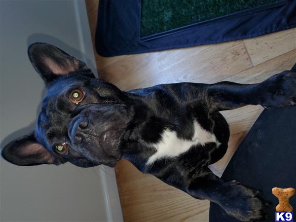 a french bulldog dog lying on a bed