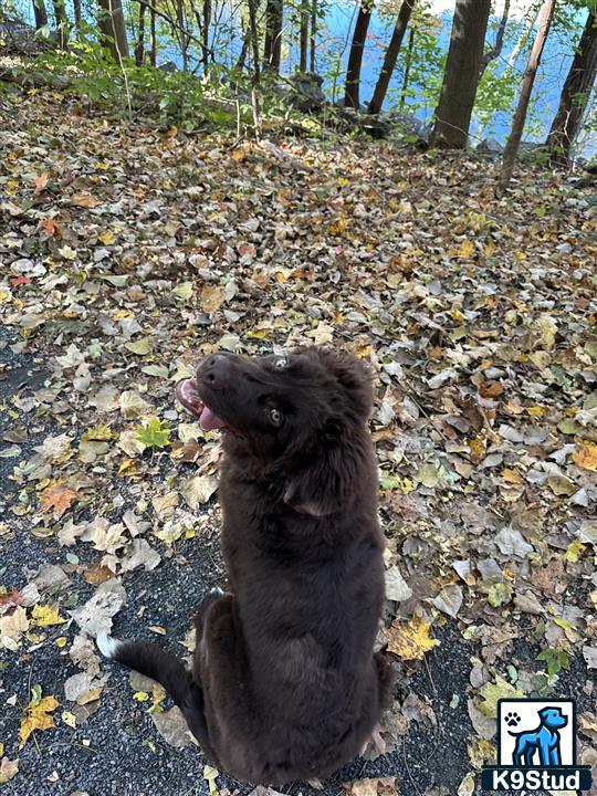 a newfoundland dog sitting on a rocky ground