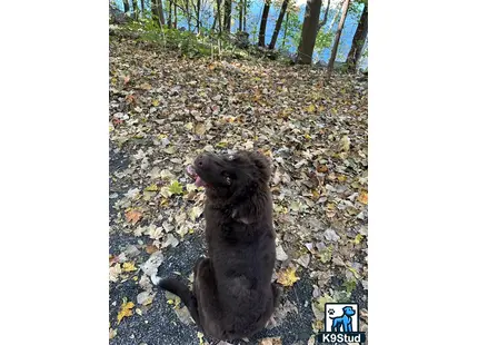 a newfoundland dog sitting on a rocky ground