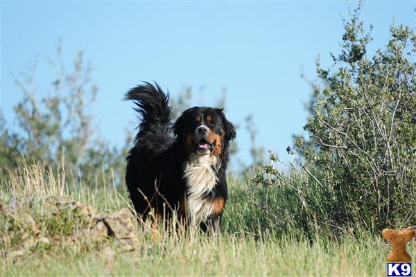 a bernese mountain dog dog running through a field