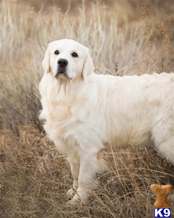 a white golden retriever dog standing in a field