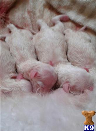 a close up of a group of bichon frise puppies