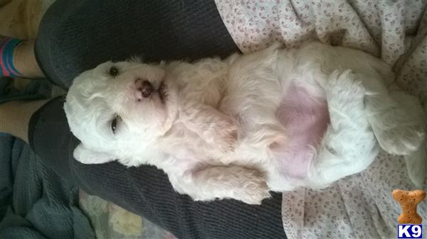 a maltipoo dog lying on a couch
