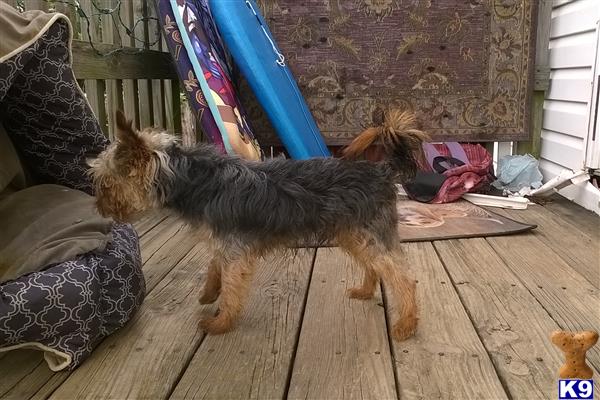 a yorkshire terrier dog and a cat playing