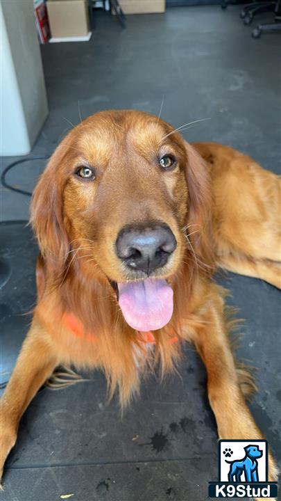 a golden retriever dog with its tongue out